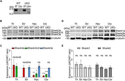 Shank3 Exons 14–16 Deletion in Glutamatergic Neurons Leads to Social and Repetitive Behavioral Deficits Associated With Increased Cortical Layer 2/3 Neuronal Excitability